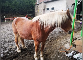 Haflinger, Mare, 25 years, 15.1 hh, Chestnut-Red