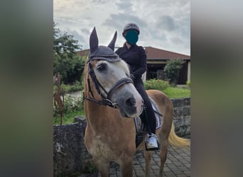 Haflinger, Mare, 26 years, 14.2 hh