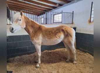Haflinger, Mare, 2 years, 13.3 hh, Chestnut-Red