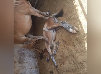 Haflinger Mix, Mare, 2 years, 13.3 hh, Dun
