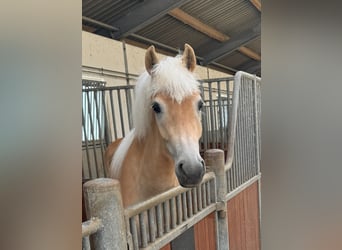 Haflinger, Mare, 2 years, 14.1 hh, Chestnut-Red