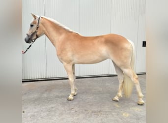 Haflinger, Mare, 2 years, 14.1 hh, Chestnut-Red