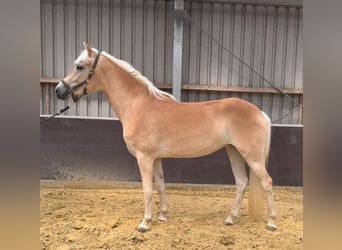 Haflinger, Mare, 2 years, 14.1 hh, Chestnut-Red