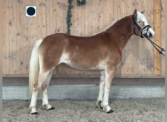 Haflinger, Mare, 2 years, 14,1 hh, Chestnut-Red