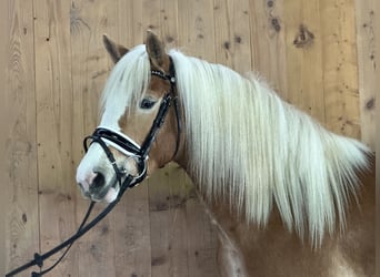 Haflinger, Mare, 2 years, 14,1 hh, Chestnut-Red