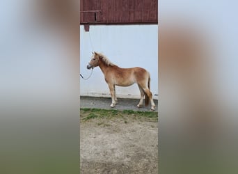 Haflinger, Mare, 2 years, 14.1 hh, Chestnut-Red