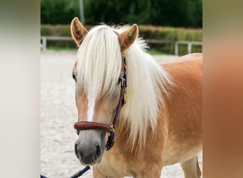 Haflinger, Mare, 2 years, 14.1 hh, Chestnut-Red