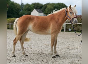 Haflinger, Mare, 2 years, 14.1 hh, Chestnut-Red