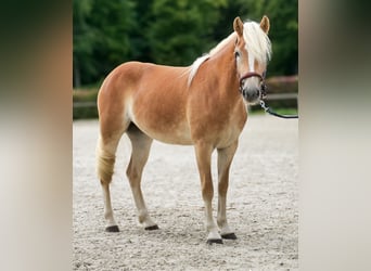 Haflinger, Mare, 2 years, 14.1 hh, Chestnut-Red