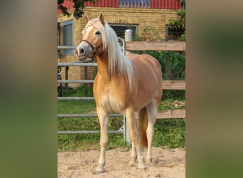 Haflinger, Mare, 2 years, 14.1 hh