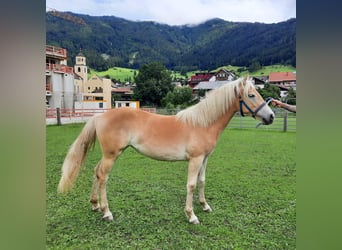 Haflinger, Mare, 2 years, 14,1 hh, Palomino