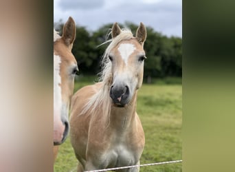 Haflinger, Mare, 2 years, 14.2 hh, Chestnut-Red