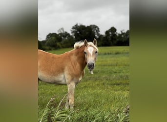 Haflinger, Mare, 2 years, 14.2 hh, Chestnut-Red