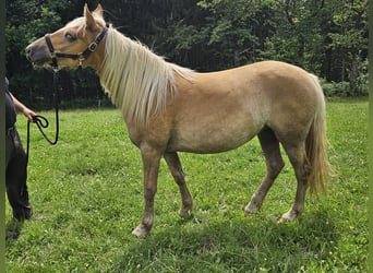 Haflinger, Mare, 2 years, 14.2 hh, Chestnut-Red