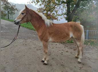 Haflinger, Mare, 2 years, 14,2 hh