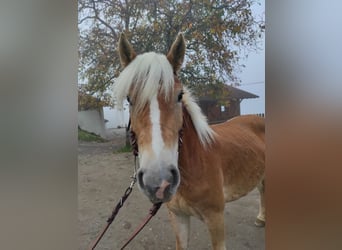 Haflinger, Mare, 2 years, 14,2 hh