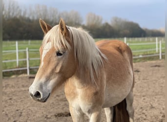 Haflinger, Stute, 2 Jahre, 14,3 hh, Fuchs