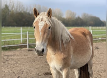 Haflinger, Stute, 2 Jahre, 14,3 hh, Fuchs