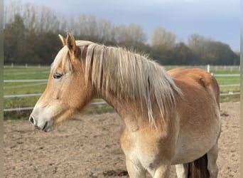 Haflinger, Stute, 2 Jahre, 14,3 hh, Fuchs