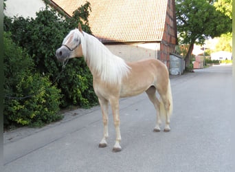 Haflinger, Mare, 2 years, 14.3 hh, Chestnut-Red