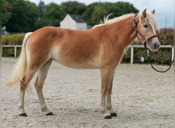 Haflinger, Mare, 2 years, 14,1 hh, Chestnut-Red