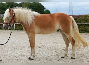 Haflinger, Mare, 2 years, 14,1 hh, Chestnut-Red