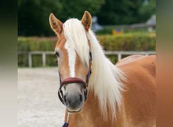 Haflinger, Mare, 2 years, 14,1 hh, Chestnut-Red
