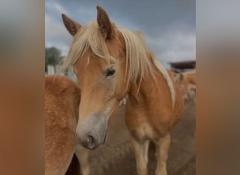 Haflinger, Mare, 2 years, 14,2 hh