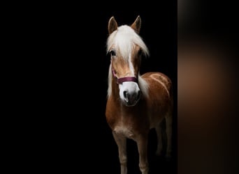 Haflinger, Mare, 2 years, 14,2 hh