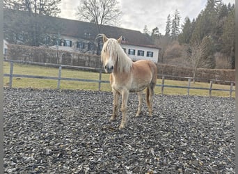 Haflinger, Mare, 2 years, 14,3 hh
