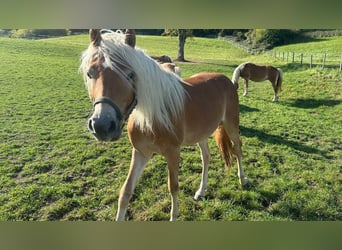 Haflinger, Mare, 2 years, 15 hh, Chestnut-Red