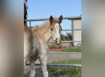 Haflinger, Mare, 2 years, Chestnut-Red
