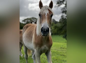 Haflinger, Mare, 2 years, Chestnut-Red