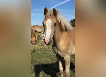 Haflinger, Mare, 2 years, Chestnut-Red