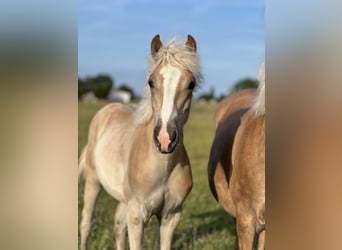 Haflinger, Mare, 2 years, Chestnut-Red