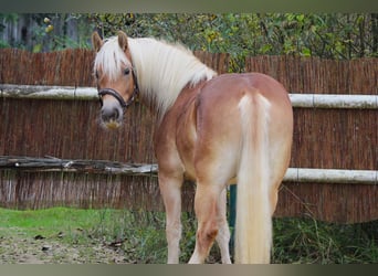 Haflinger, Mare, 2 years, Chestnut-Red