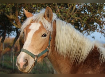 Haflinger, Mare, 2 years