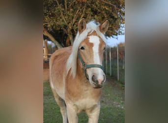 Haflinger, Mare, 2 years