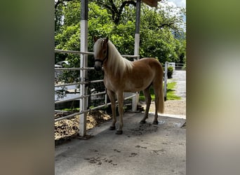 Haflinger, Mare, 2 years