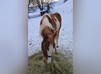 Haflinger Mix, Mare, 2 years, Pinto