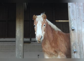 Haflinger, Mare, 31 years, 13.1 hh, Chestnut-Red
