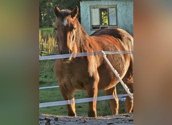 Haflinger Mix, Stute, 3 Jahre, 13,1 hh, Brauner