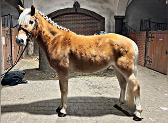 Haflinger, Mare, 3 years, 13,2 hh, Chestnut