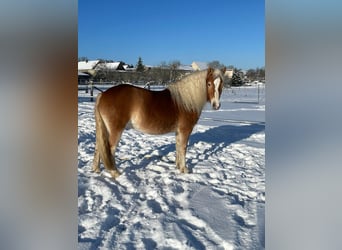 Haflinger, Mare, 3 years, 13.2 hh
