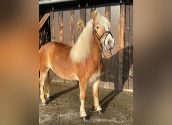 Haflinger, Mare, 3 years, 13.2 hh
