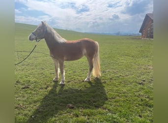 Haflinger, Mare, 3 years, 13.3 hh, Chestnut