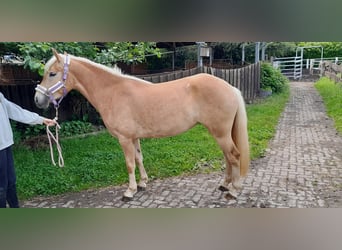 Haflinger, Mare, 3 years, 13.3 hh, Chestnut-Red
