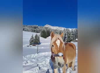 Haflinger, Mare, 3 years, 13,1 hh, Sorrel