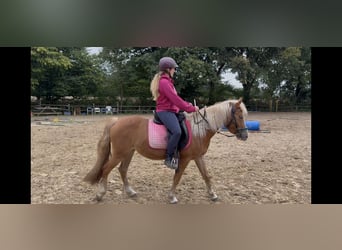 Haflinger Mix, Mare, 3 years, 13,3 hh, Chestnut-Red