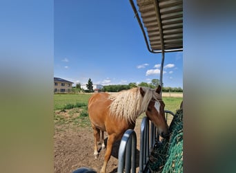 Haflinger, Mare, 3 years, 14.1 hh, Brown-Light